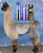 Load image into Gallery viewer, Photo of the Silhouette of Showstopper - Tami Lash&#39;s Champion Llama - used to design her custom ring